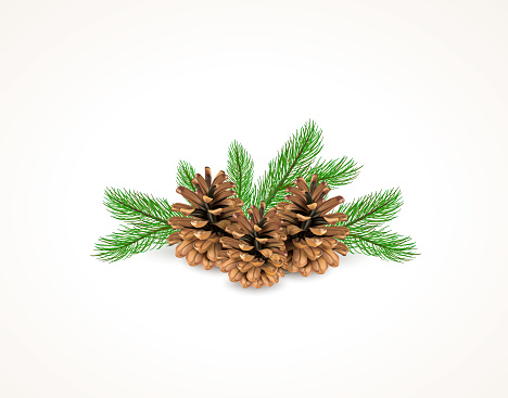 Winter christmas design with green pine branches and dry cones isolated on white background. Objects for new year card. Realistic vector illustration