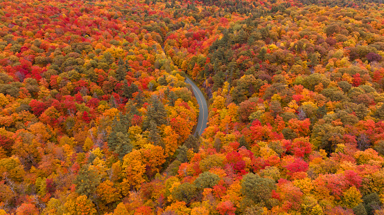 Aerial drone photograph of trees with golden yellow red orange fall colours with a road cutting through them