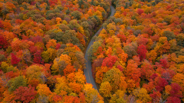 istock Aerial shot of fall trees 1442592955