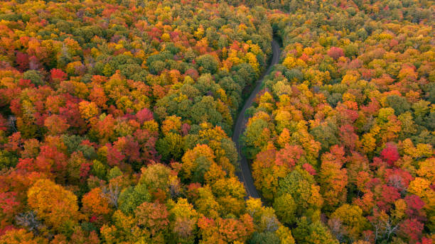 istock Aerial shot of fall trees 1442593020