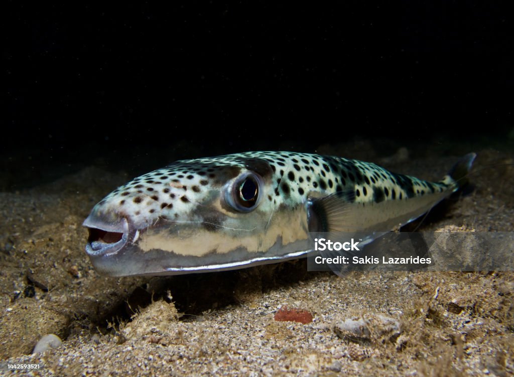 2toea Fish Silver Cheeked Toadfish From Cyprus Stock Photo - Download Image Now ...