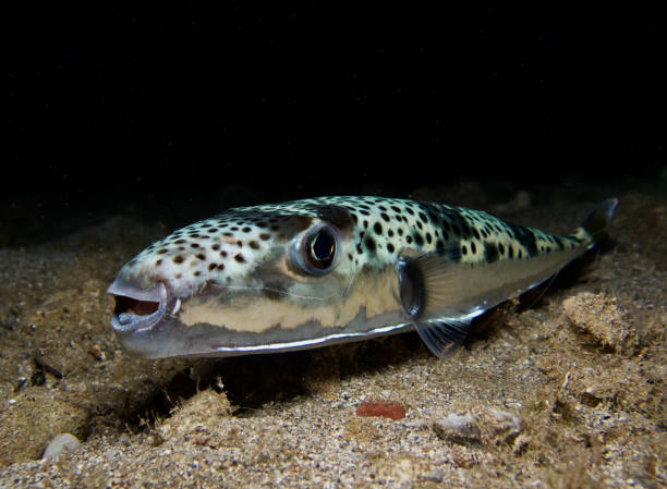Silver - cheeked toadfish from Cyprus Lagocephalus sceleratus silver cheeked toadfish stock pictures, royalty-free photos & images