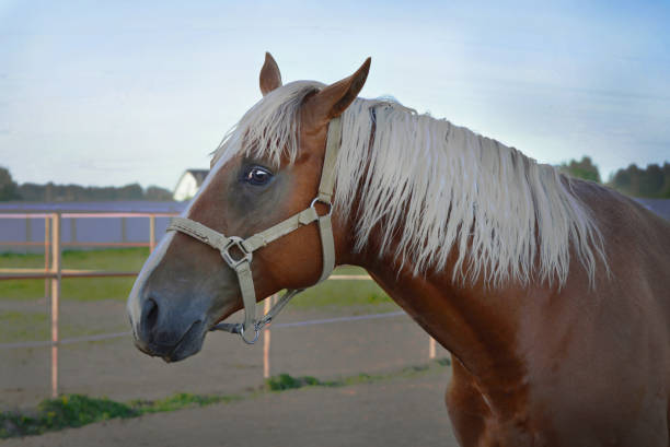 istock Portrait of  horse 1442594036