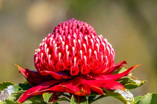 Beautiful Waratah flower, background with copy space, full frame horizontal composition
