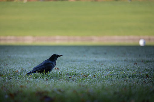 Black raven, crow strutting in the high grass, on a meadow