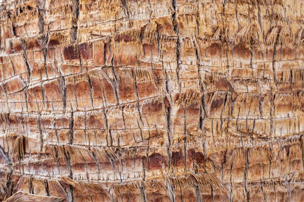 istock cracked wood texture background. closeup palm bark 1442596437