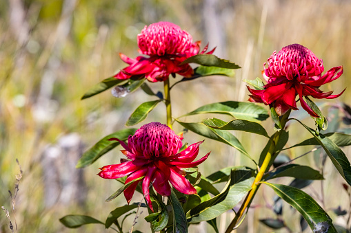 Beautiful Waratah flowers, background with copy space, full frame horizontal composition