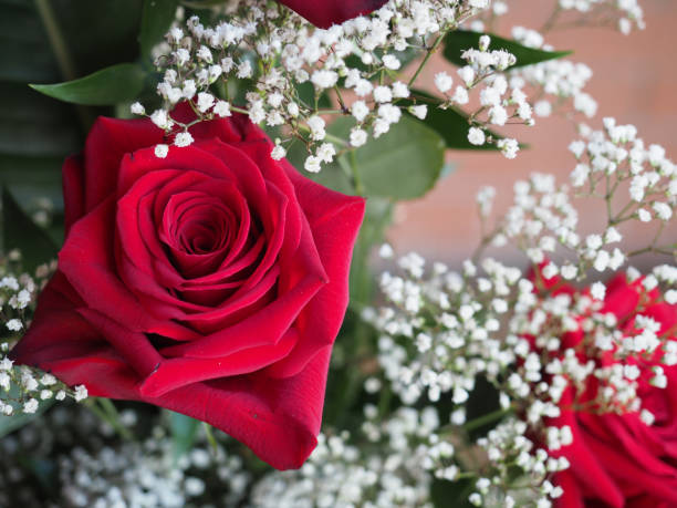 istock rose (Rosa) plant red flower 1442597702