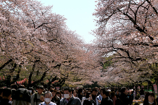 March 31, 2018 Taito Ward, Tokyo, Japan
A view of the cherry blossom tree-lined road in Ueno Park, a popular spot for cherry blossom viewing with many people