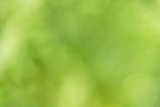 istock Abstract blur green nature background 1442598777