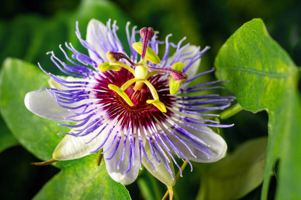 Passiflora caerulea flower closeup Beautiful Passiflora Caerulea flower Purple Haze closeup on green natural background. Alternative herb medicine, sedative and calming effect passion fruit flower stock pictures, royalty-free photos & images