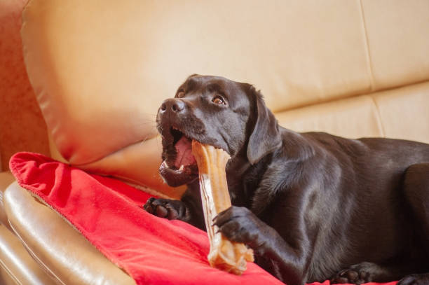 A black Labrador retriever dog with a bone. The pet is lying on the sofa on the blanket. stock photo