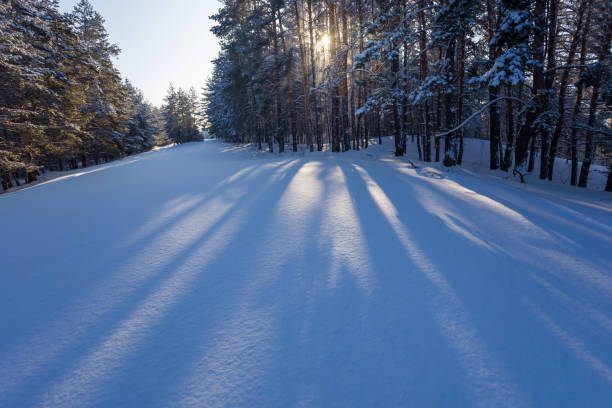 istock winter snowbound  forest glade in light of sun 1442603158