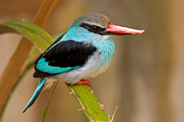 istock Blue-breasted Kingfisher, Halcyon malimbica, close up 1442603356