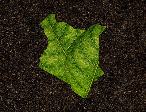Kenya map made of green leaves on soil background ecology concept