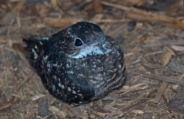 istock Common Nighthawk, Chordeiles minor, resting on the ground 1442604948