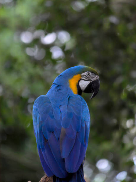 istock Red and Green Macaw (Ara chloropterus), perched back on a branch, looking to the right. 1442608542