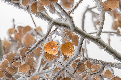 Hoarfrost build up on aspen tree  on a cold winter day