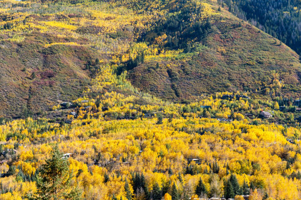 Aspen Trees in Colorado after Changing to their Fall Colors