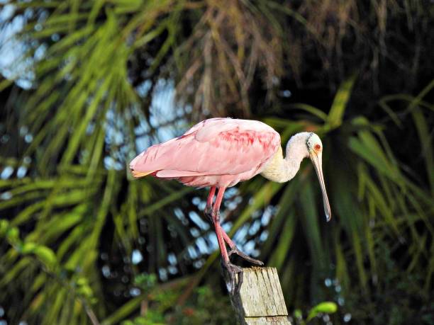 istock Roseate Spoonbill (Platalea ajaja) - resting on a wood post 1442612046