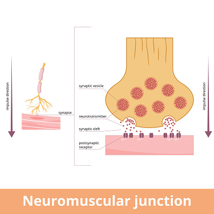 A synaptic connection between the terminal end of a motor nerve and a muscle. Presynaptic (nerve terminal), postsynaptic part, synaptic cleft.
