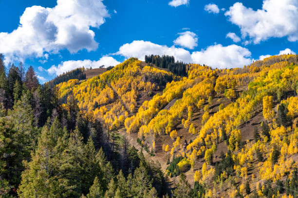 istock Autumn leaf colors in Aspen, Colorado 1442612693