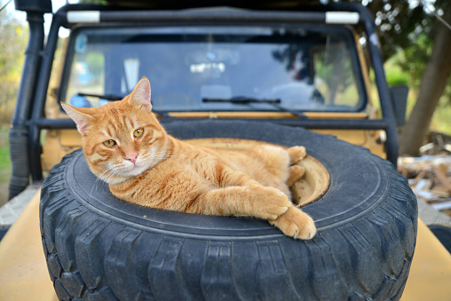 Cat lying in tire on car hood