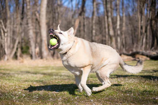 A German Shepherd x Husky mixed breed dog catching a ball