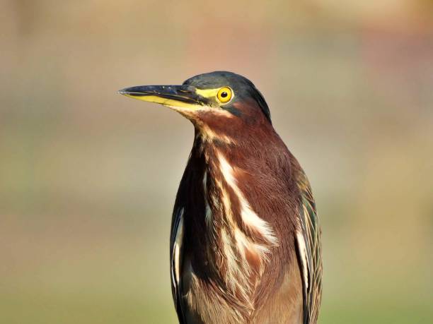 green heron (butorides virescens) - portrait - virescens imagens e fotografias de stock