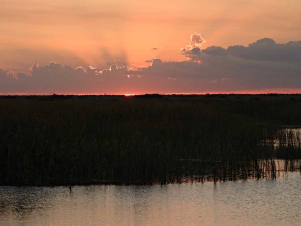 istock Sunset in the Florida Everglades in-silhouette 1442615065