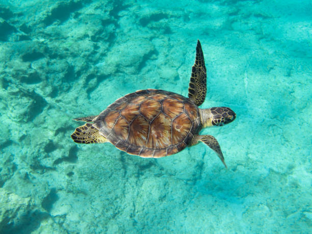 istock Chelonia mydas from Cyprus, Mediterranean Sea 1442619397