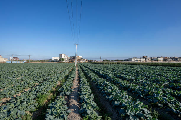 Red cabbage growing in the agriculture field.
