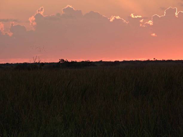 istock Sunset in the Florida Everglades in-silhouette 1442622321