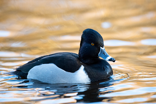 Ring-Necked Duck at Kings Pond, Victoria, BC Canada