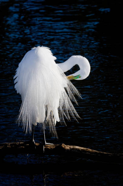 istock Great White Egret, Orlando, Florida, USA 1442622611