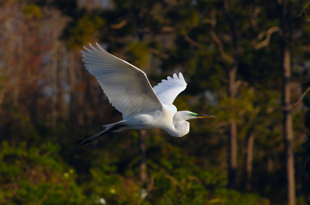 istock Great white egret in flight, Orlando, Florida, USA 1442622673