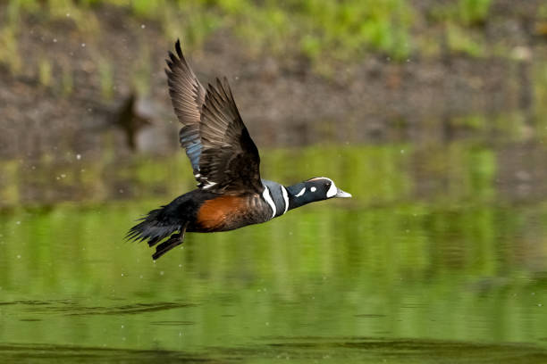 anatra arlecchino maschio adulto in volo, khutzeymateen grizzly bear sanctuary, nord bc, canada - harlequin duck duck harlequin water bird foto e immagini stock