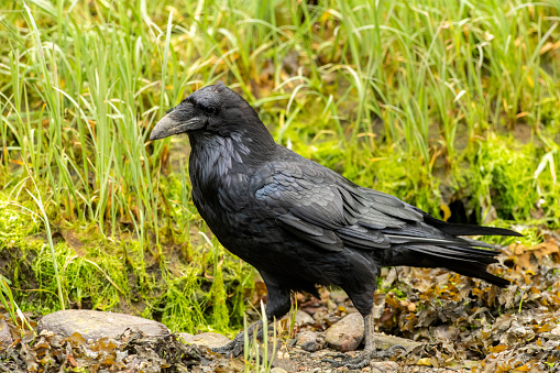 Common Raven in the Khutzeymateen Grizzly Bear Sanctuary, Northern BC, Canada