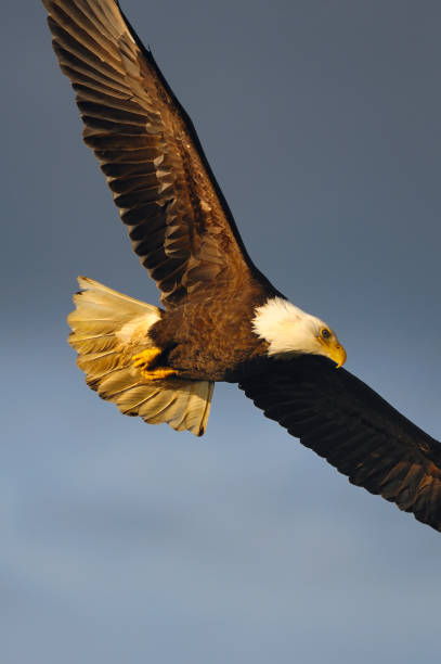 istock Bald eagle taken at Cow Bay, Prince Rupert, BC Canada 1442623235