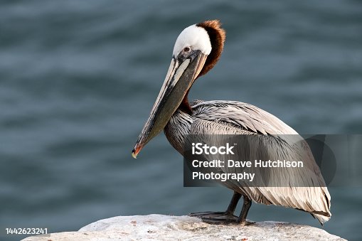 istock Brown Pelican, La Jolla, Southern California, USA 1442623241
