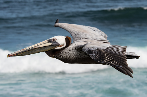 Brown Pelican, La Jolla, Southern California, USA