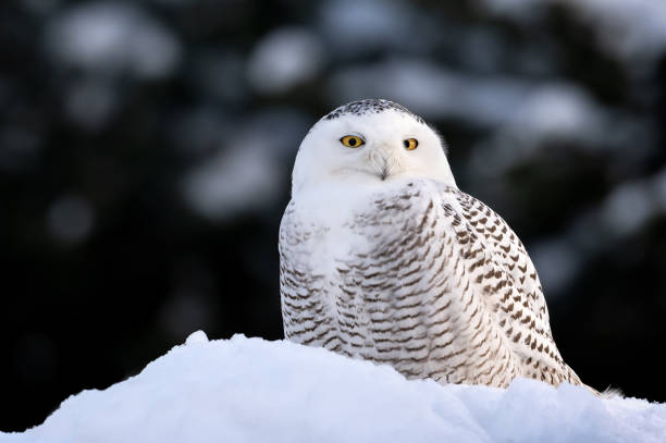 istock Snowy owl, Sidney, BC, Canada 1442623252