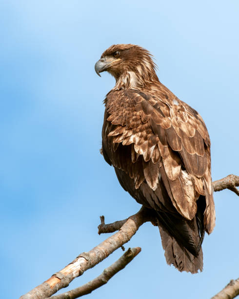 istock Immature bald eagle, Prince Rupert, BC Canada 1442623254