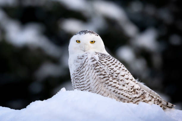 istock Snowy owl, Sidney, BC, Canada 1442623258