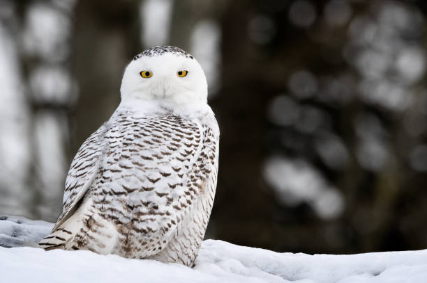istock Snowy owl, Sidney, BC, Canada 1442623259