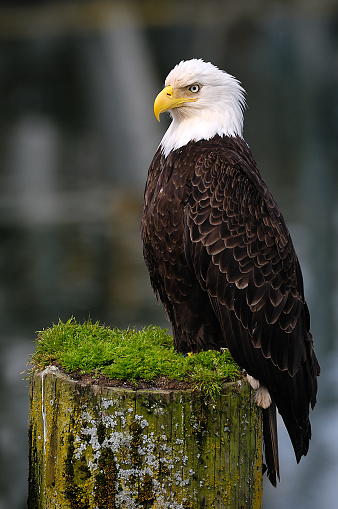 A lone Bald Eagle perched on a tree branch on southern Vancouver Island.