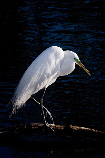 Great White Egret, Orlando, Florida, USA