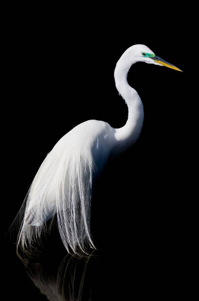 istock Great White Egret, Orlando, Florida, USA 1442623294