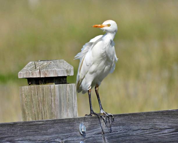 cattle egret (bubulcus ibis) - empoleirado em uma cerca de madeira - bird egret wildlife animal - fotografias e filmes do acervo