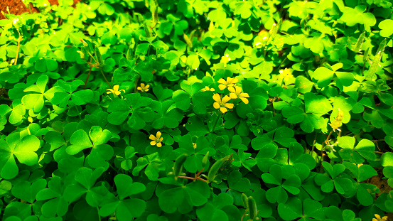 Common yellow wood sorrel (Oxalidacea) known as wild plant can live under the tree or shady area.
